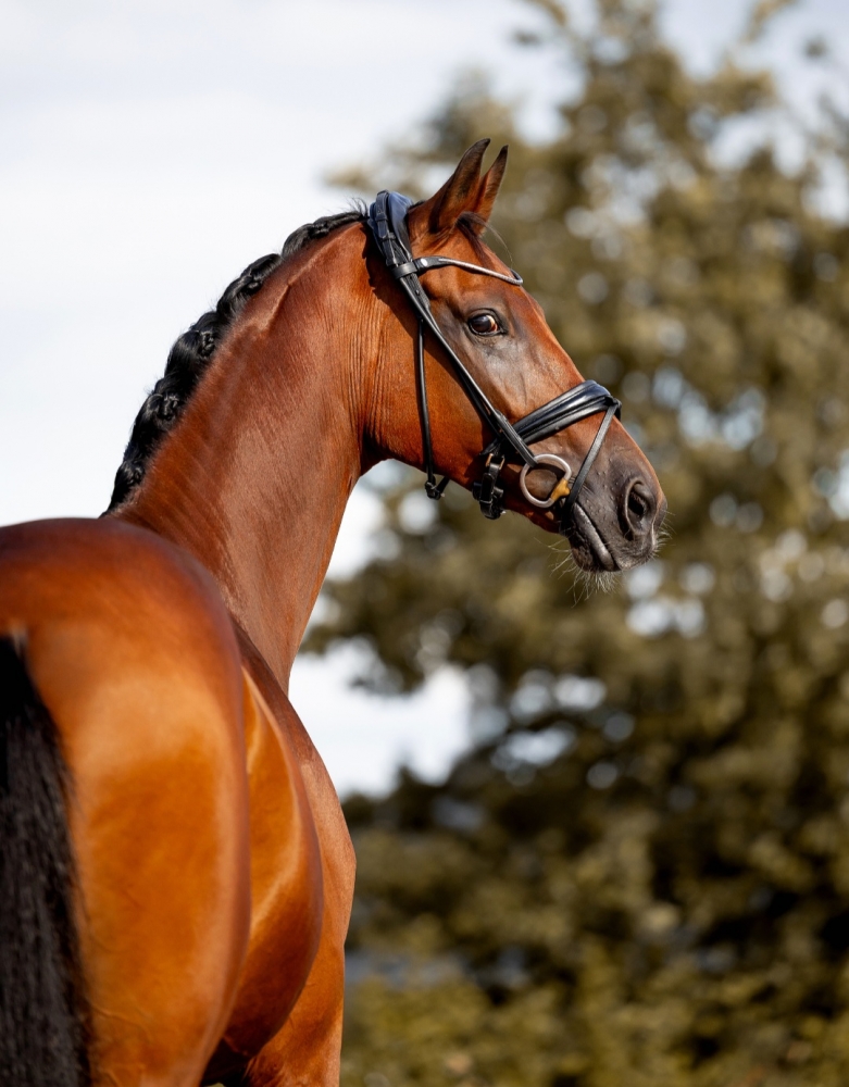 Maximillian von Donner 