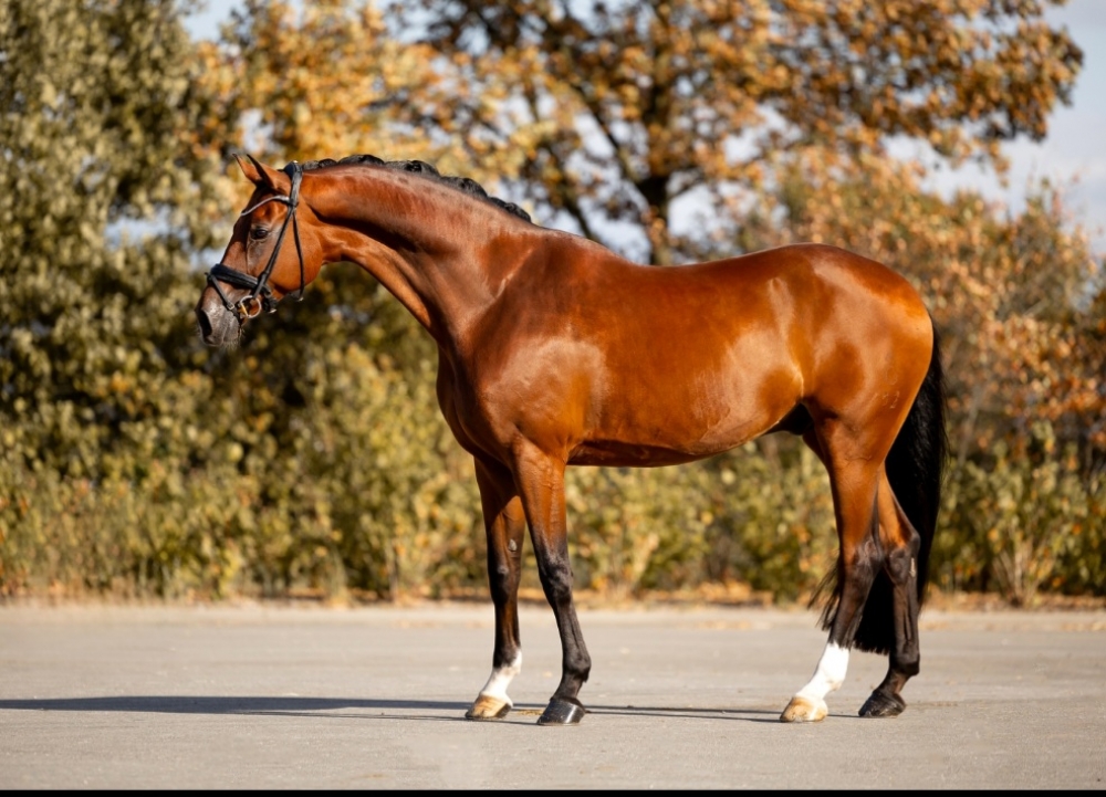 Maximillian von Donner 