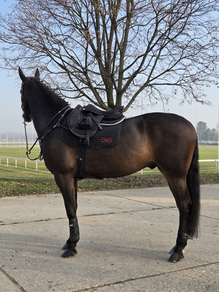 CORNET VAN SISSI RT Z 