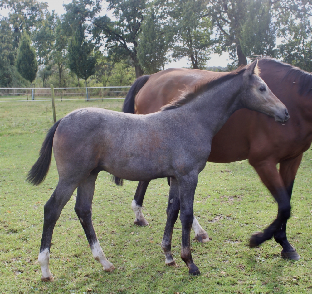 Fohlen von Chembassy x Lancado