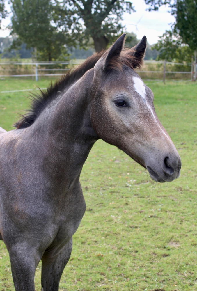 Fohlen von Chembassy x Lancado