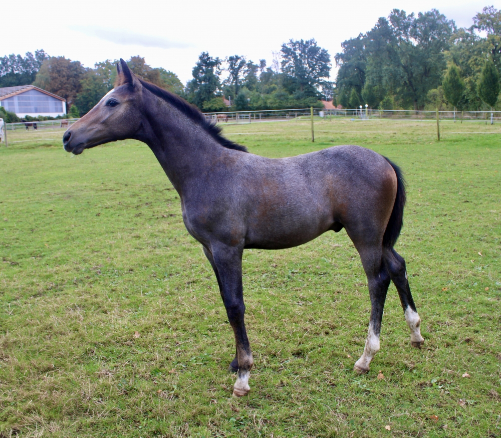 Fohlen von Chembassy x Lancado