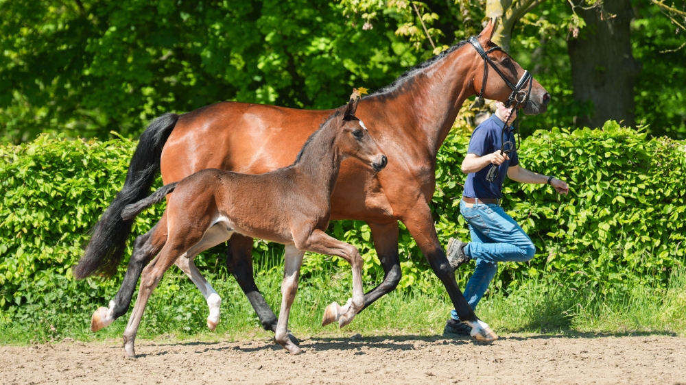 Little Lindenberg