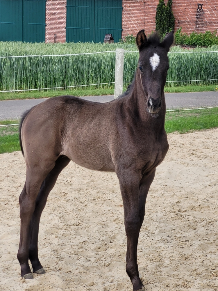 Darelio