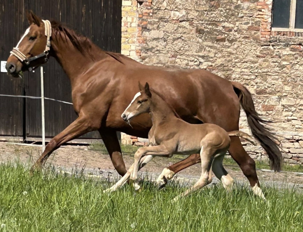 Londons Saphir