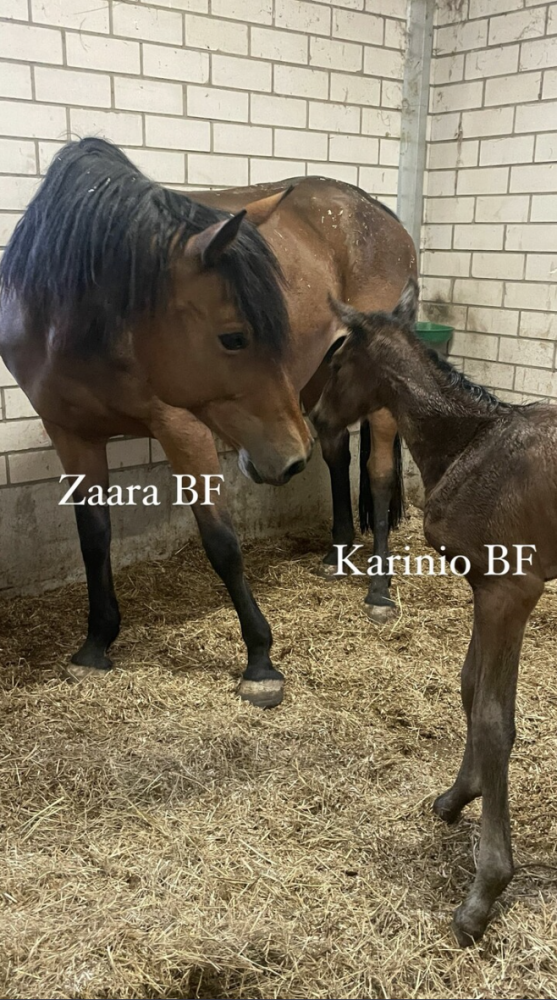 Karinio BF