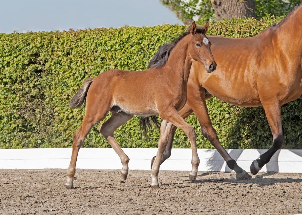 Earl of Fire CHB