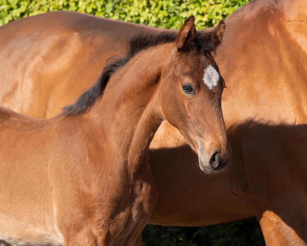 Earl of Fire CHB