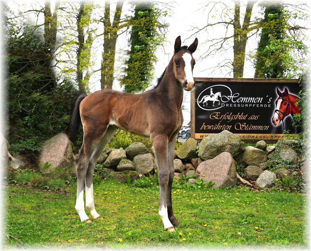 Escolar x San Amour colt born 30.03.25