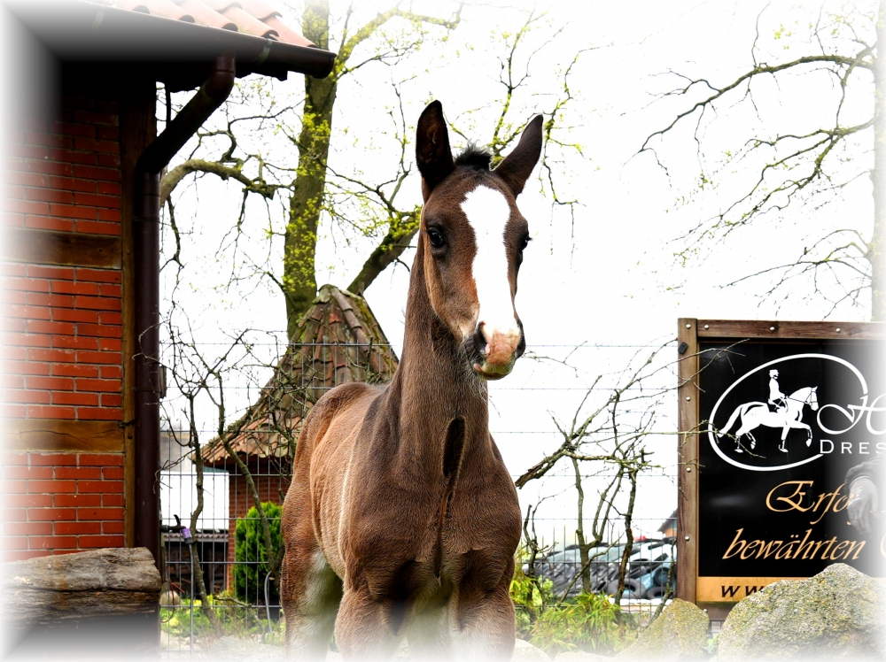 Escolar x San Amour colt born 30.03.25