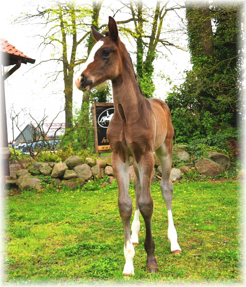 Escolar x San Amour colt born 30.03.25