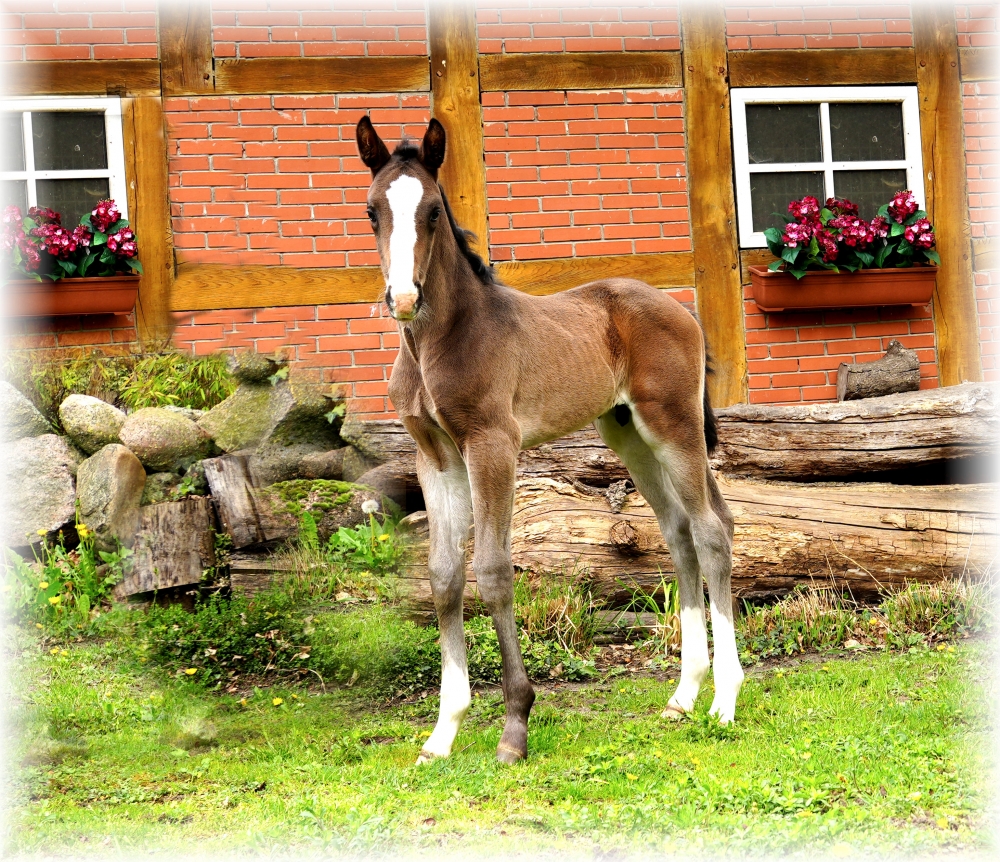 Escolar x San Amour colt born 30.03.25