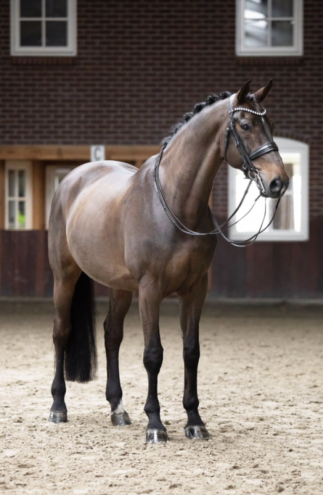 Goldwyn Sollenburg