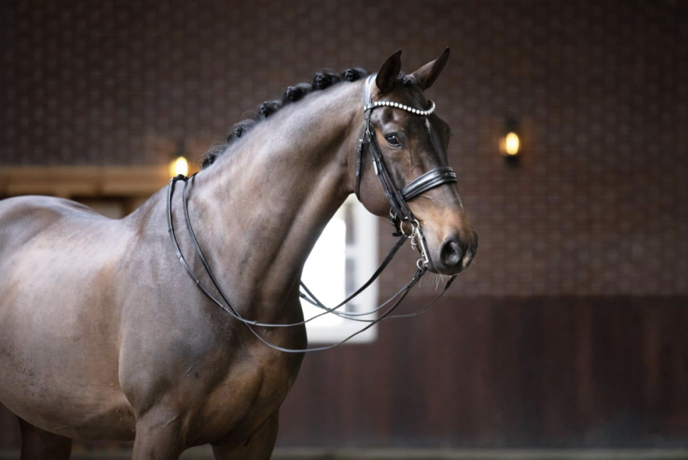 Goldwyn Sollenburg