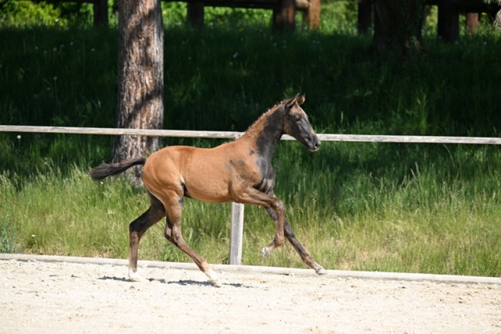 Prima Ballerina	