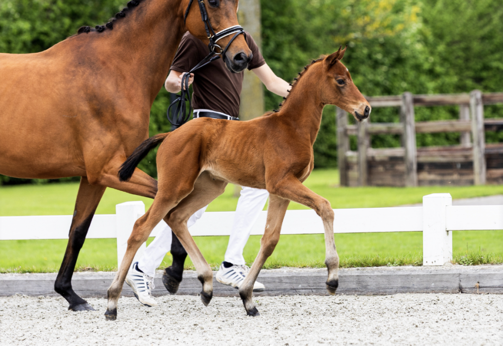 SECRET BLOOM ROSY-LIENA JVR