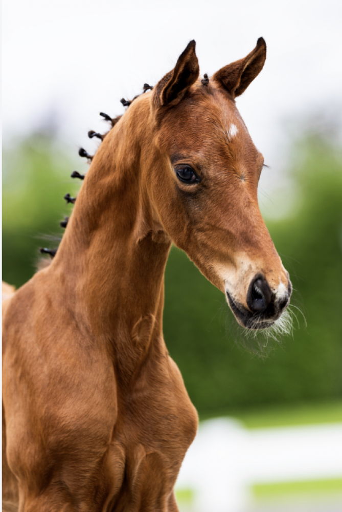 SECRET BLOOM ROSY-LIENA JVR