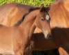 Earl of Fire CHB
