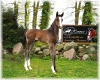 Escolar x San Amour colt born 30.03.25