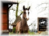 Escolar x San Amour colt born 30.03.25
