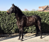 Hilde