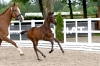 Lady of Eden CSE