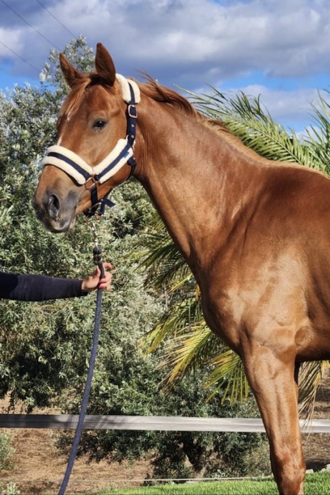 Poke Equigenne 