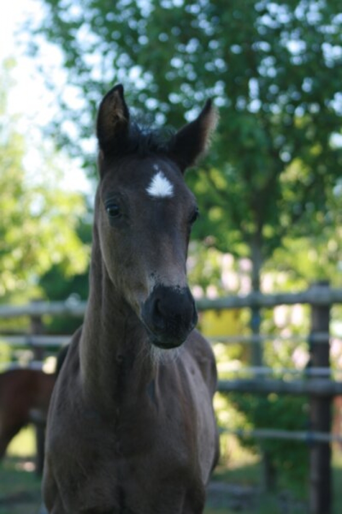 von EXTREME U.S. (Escamillo x Vivaldi)