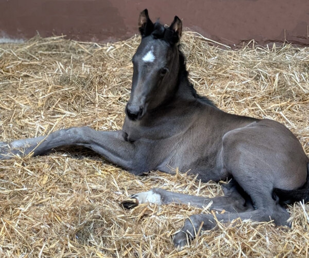 von EXTREME U.S. (Escamillo x Vivaldi)