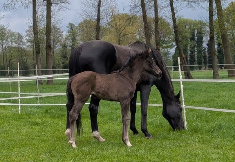 von EXTREME U.S. (Escamillo x Vivaldi)