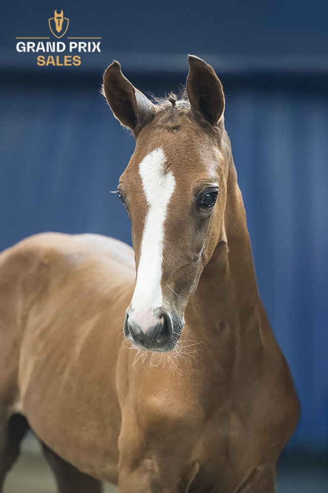 Capito van Twelve Oaks Z