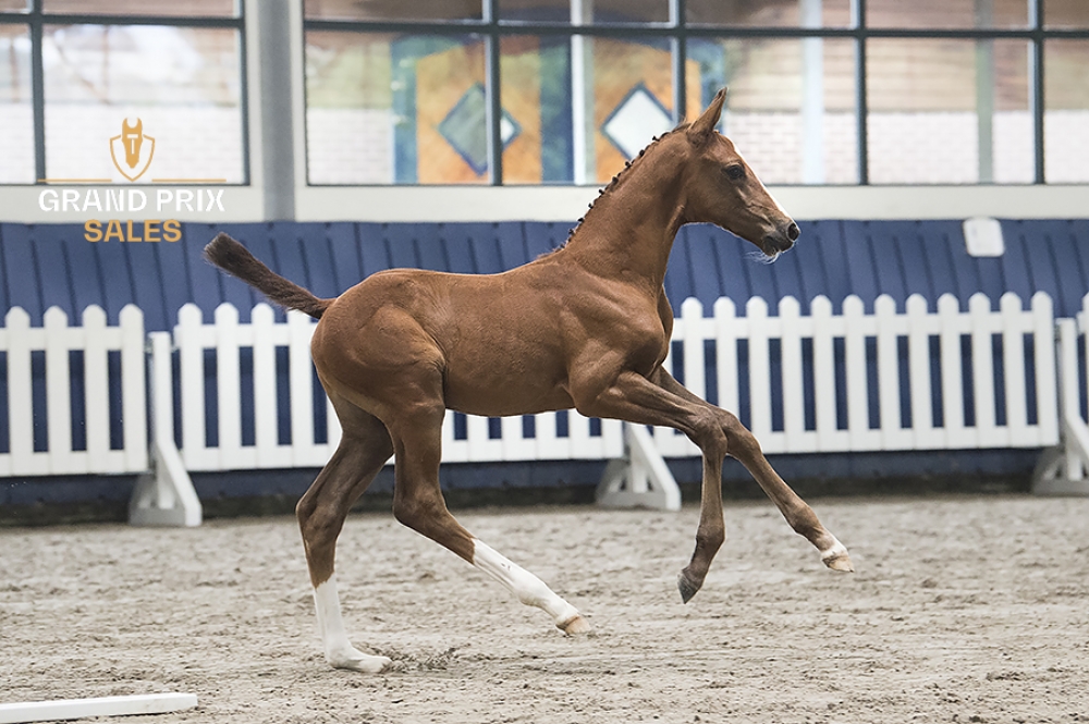 Capito van Twelve Oaks Z