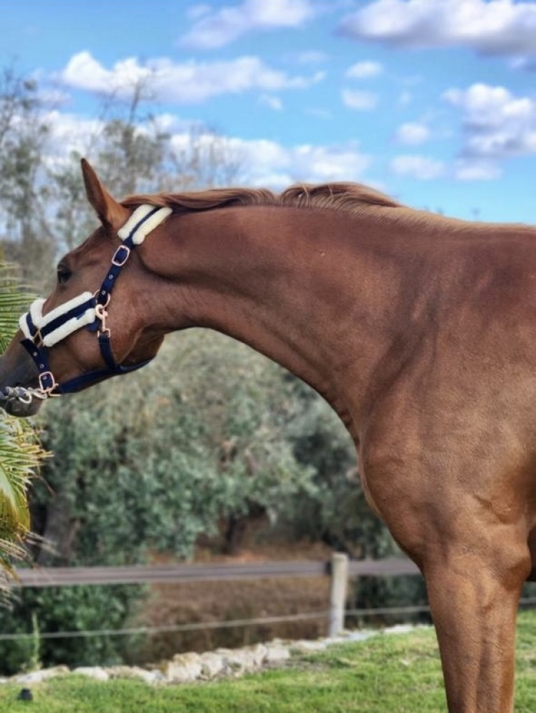 Poke Equigenne 