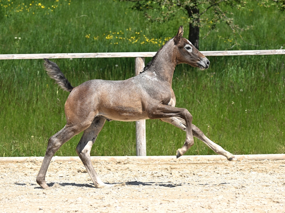 Zynthia	
