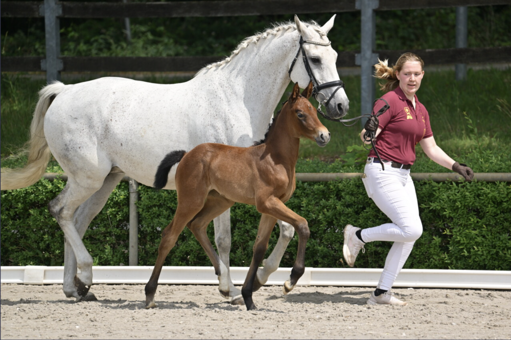 Rudolphital´s Grazia