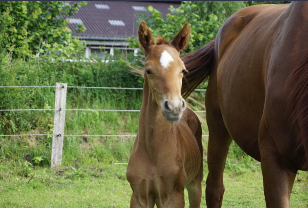 Balthasar
