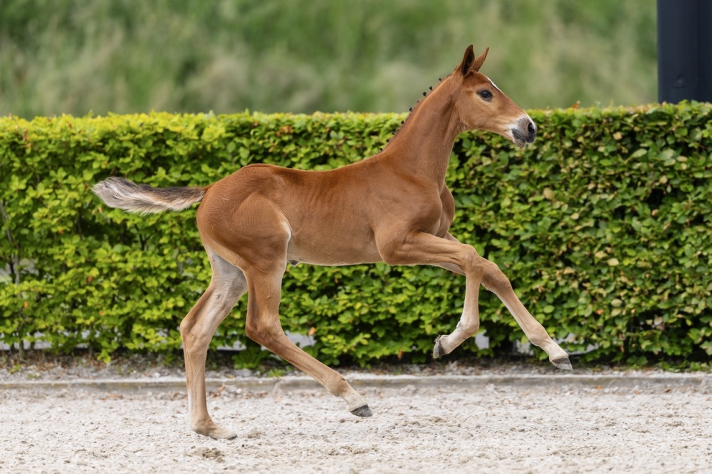 Vamos van de Stapel	