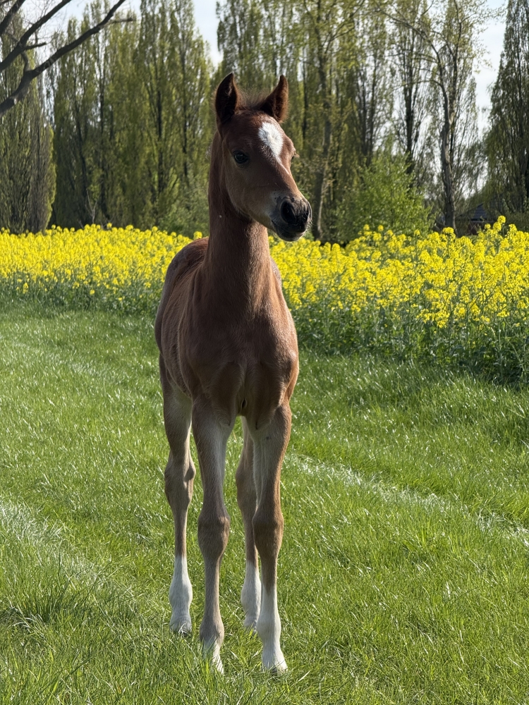  Mon Cherie Royal CH