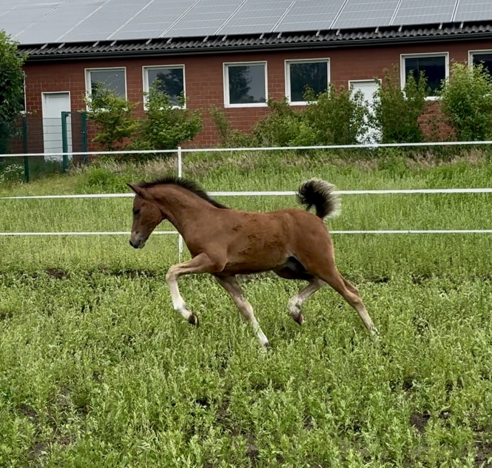  Mon Cherie Royal CH