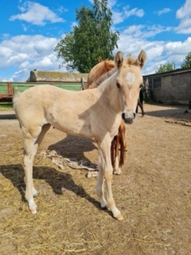  Terbifens Gold Lad II