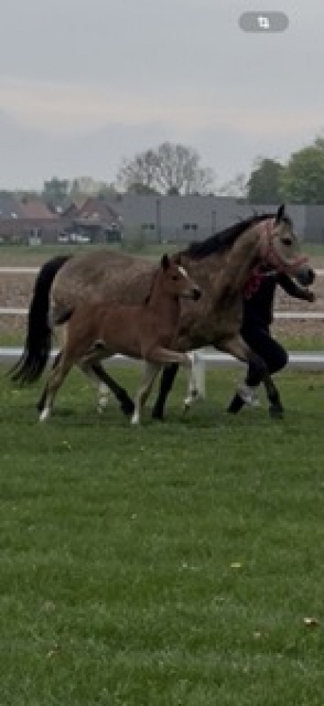  Mon Cherie Royal CH