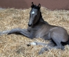 von EXTREME U.S. (Escamillo x Vivaldi)
