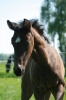 von EXTREME U.S. (Escamillo x Vivaldi)