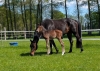 von Fiji (v. For Romance)