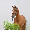 Chaloubia PS