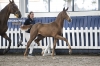 VINIDY COURTIER HH