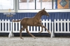 Cool Girl vh Waterhof Z