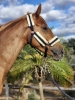 Poke Equigenne 