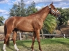 Poke Equigenne 