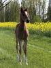  Mon Cherie Royal CH